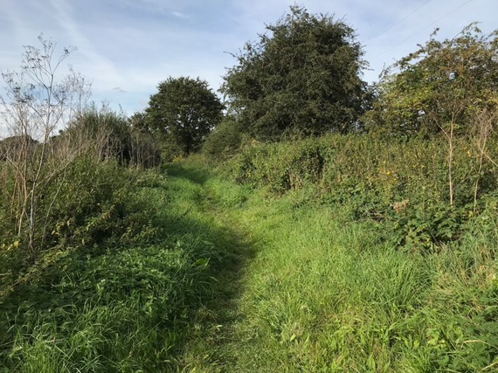 1: Crostwick Common Today. Now bisected by the B1150 it was once open grazing.( Picture The Author).