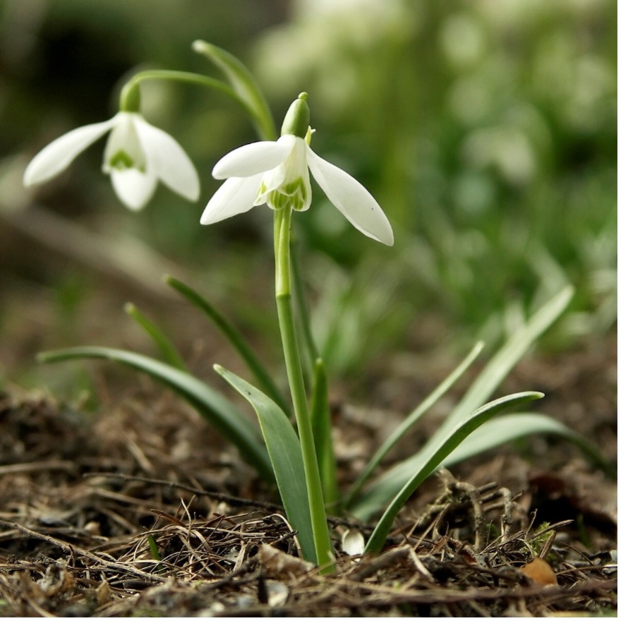 Galanthus Nivalis, the Common Snowdrop