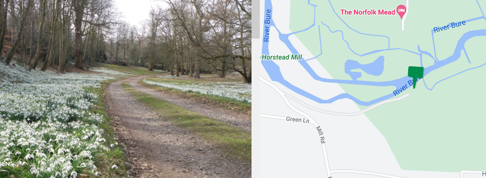 Snowdrop location at Horstead Mill