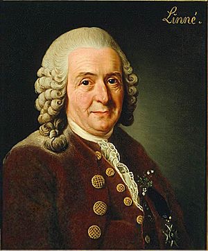 Carl Linnaeus c. 1776