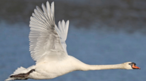 A mute swan in flight over water, wings upward and neck and body fully elongated