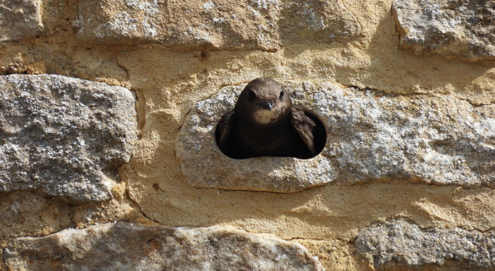 a common swift at the entrance of a S brick next box